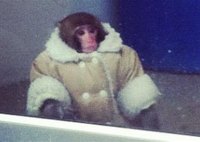 Monkey Winter Coat